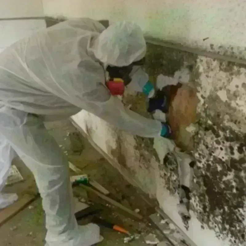 Mold Remediation and Removal in Windsor, CO